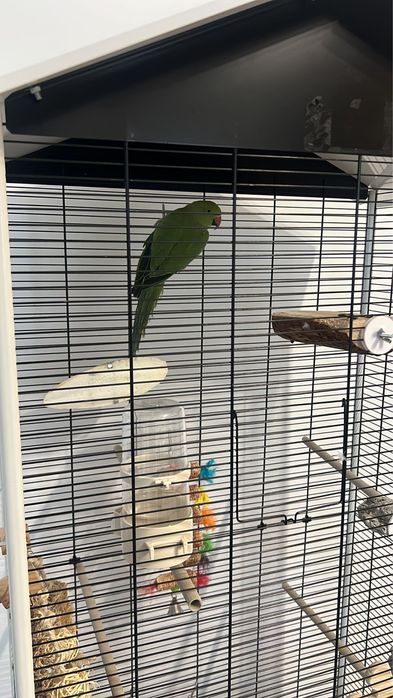 Papagal micul alexandru