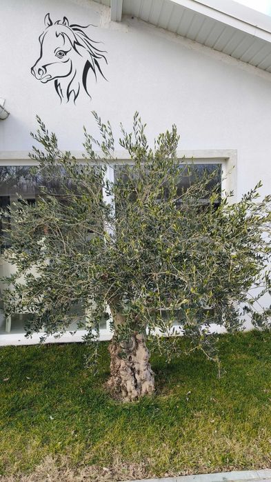 Maslini seculari free style rezistenti la ger livrare si plantare