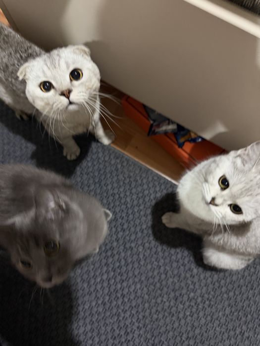 Кошка продается