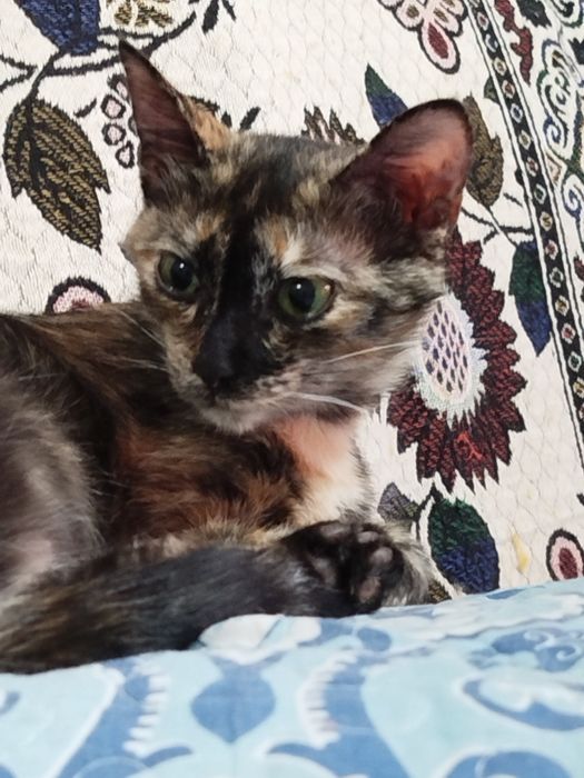 Кошки в добрые руки