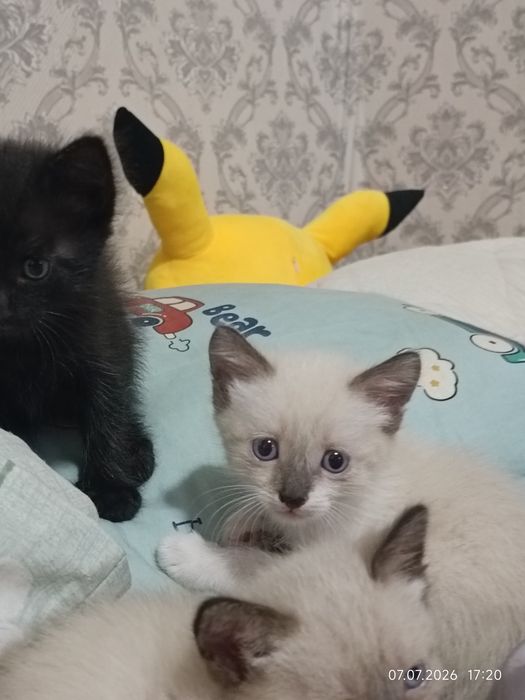 Раздаю котят в добрые руки