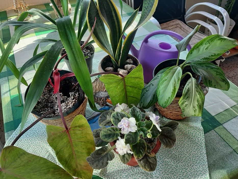 Комнатные цветы разные