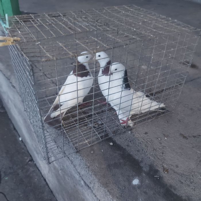 Краснашей 2 самец Сизашей самец