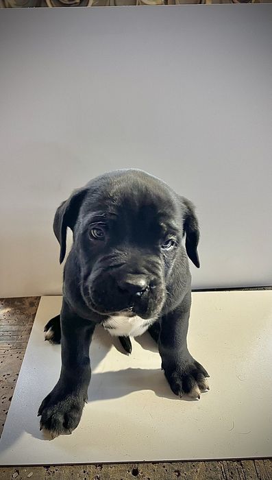 Продавам бебета Кане Корсо