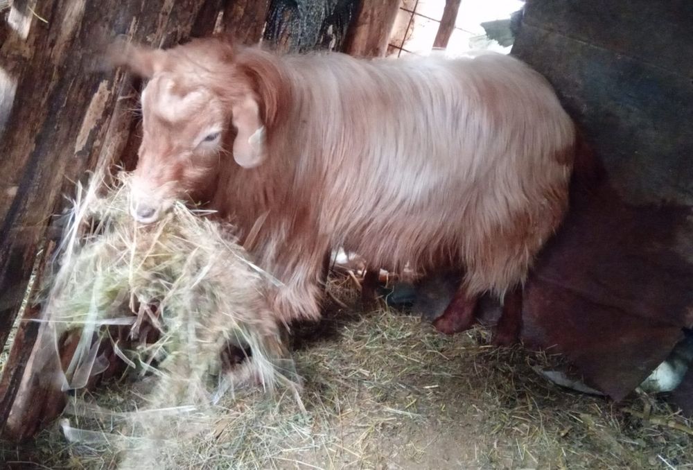 Tap de vânzare 50 kg