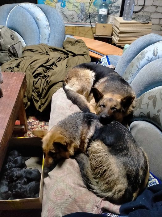 Щенки немецкой овчарки