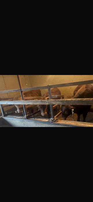 15 бас 1.5 жас бұқалар