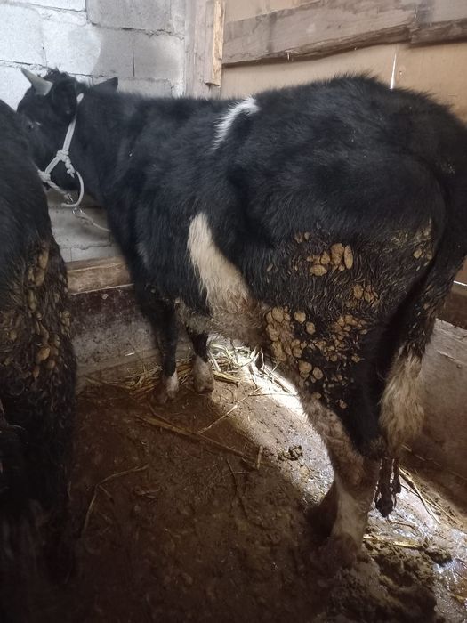 Бычки продам бычки