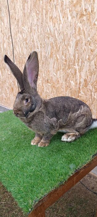 Femela UVG Uriaș german gri