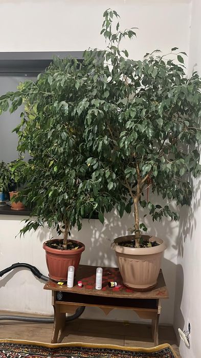 Продам фикусы Бенджамина