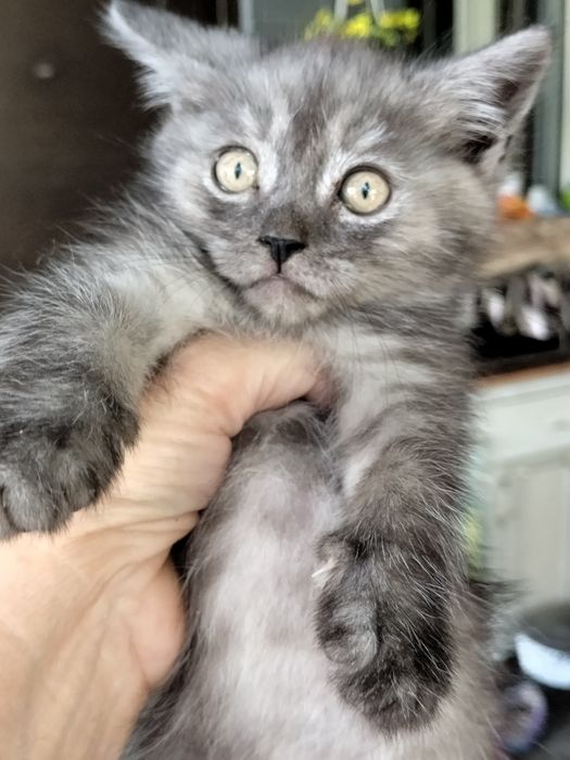 Продам котят скотиш страйт.