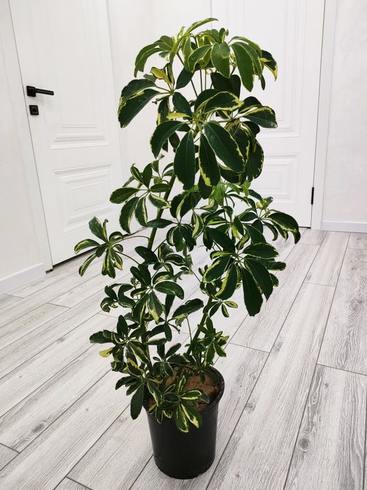 Растения. Доставка есть