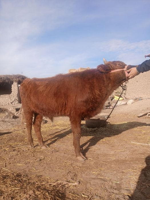 Хокиз сотилади ...