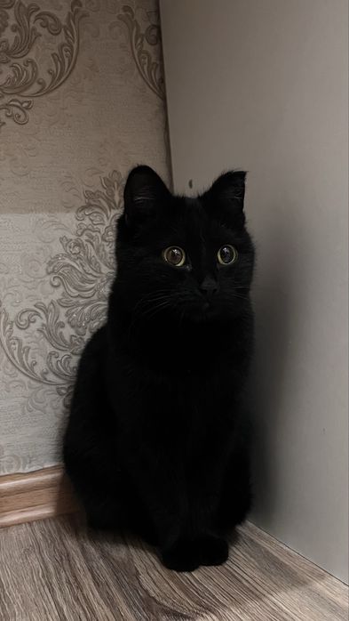 Кошка стерилизованая в добрые руки