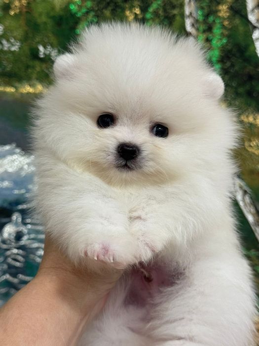 Кремовые шпицы мальчишки