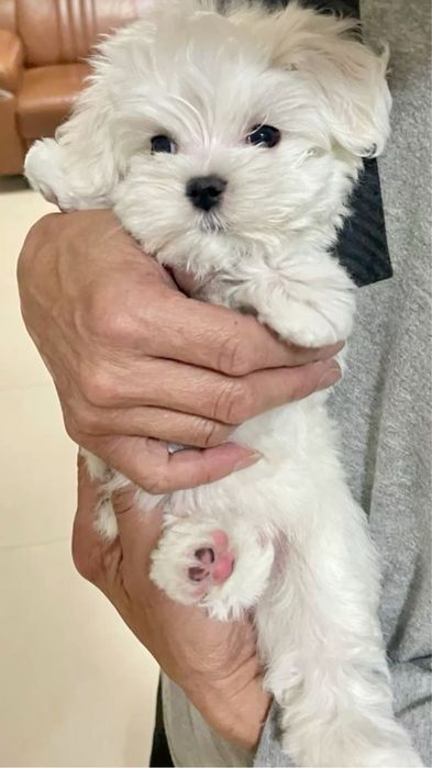 Bichon maltez mini toy