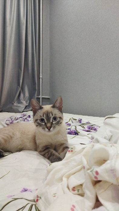 Сиамская кошка 1