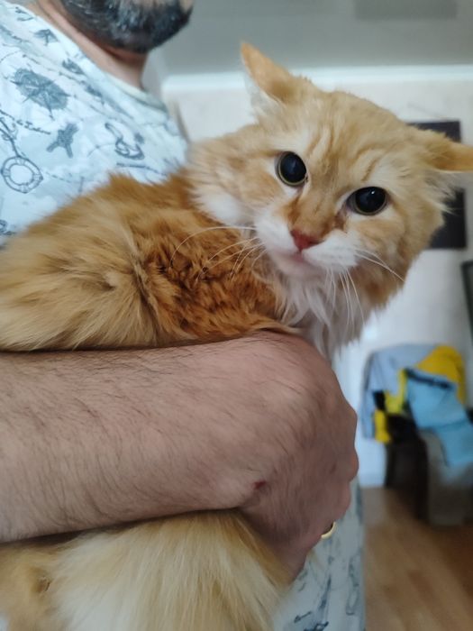 СРОЧНО ищем дом для доброго кота с приданным.