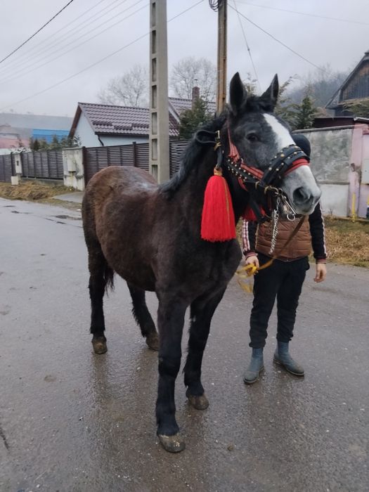 Vând sau schimb o manza de 1 an