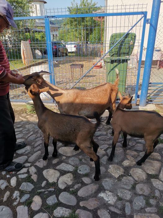 Capre Alpină de Banat