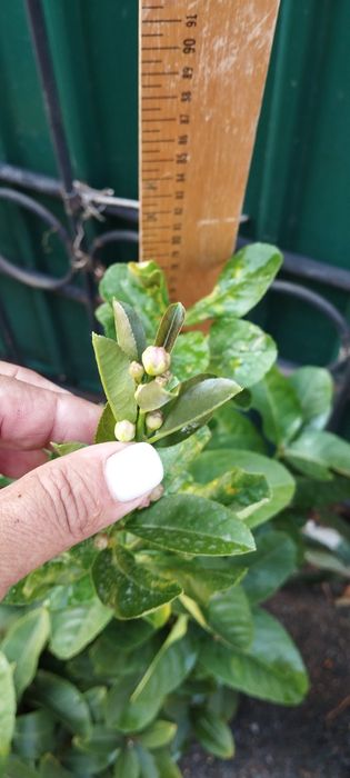 Лимон с плодами цветущие плюс подарок