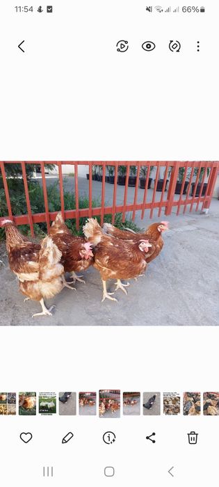 Gaini rosii ouatoare