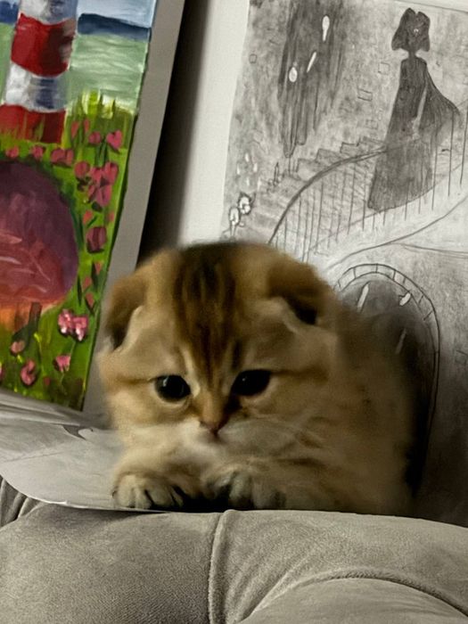 Шикарные котята  шиншилки