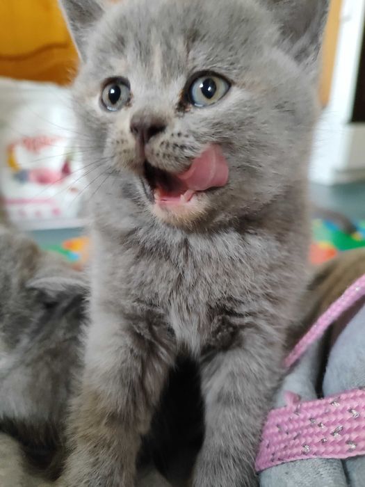 Котенца - късокосмести Британски