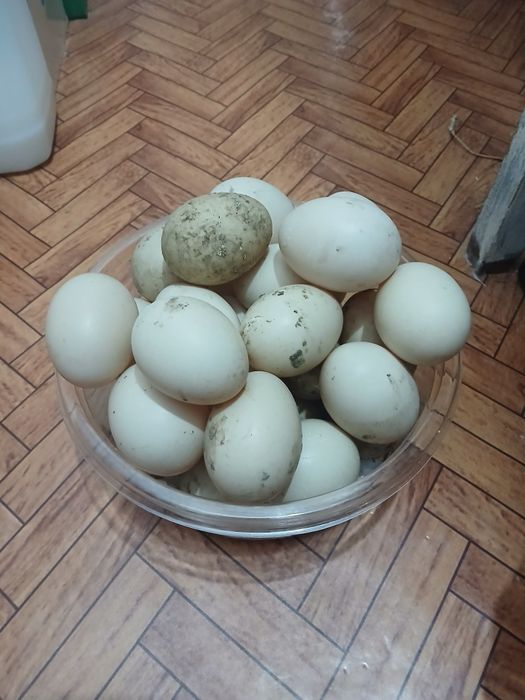 Vând oua de rața muta pentru incubat...