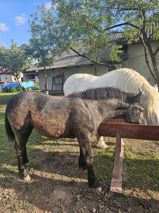 Vând mânză sură de 5 luni