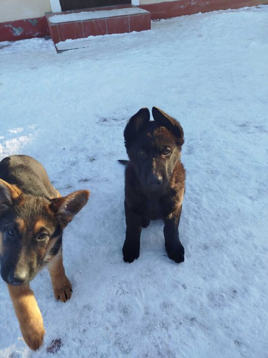 Животные, овчарки