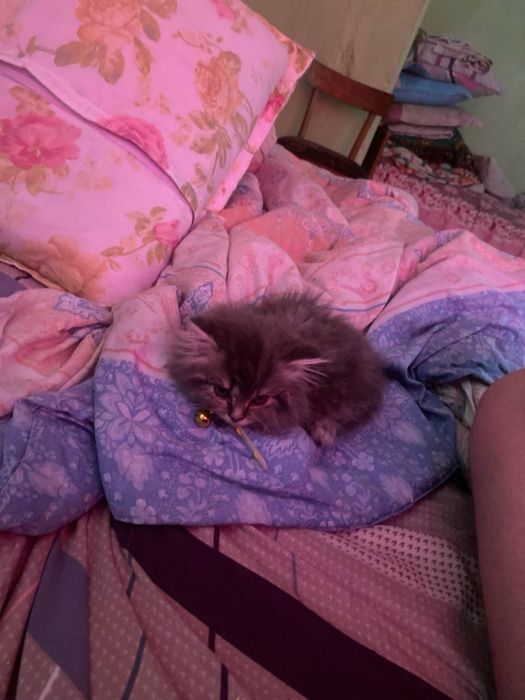 Пропал котенок :(