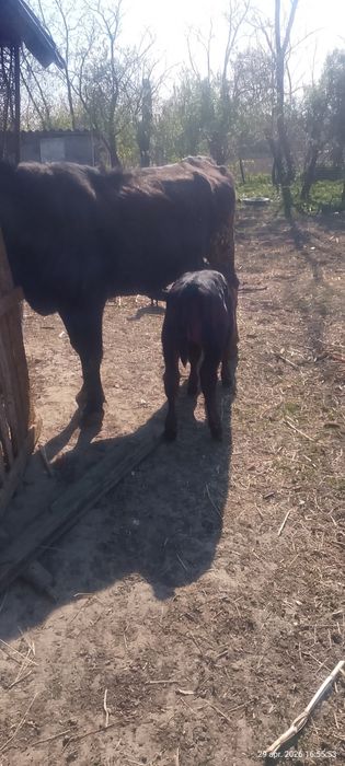 Vaca Angus de vanzare