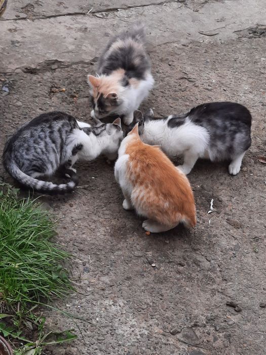Pisici spre adoptie