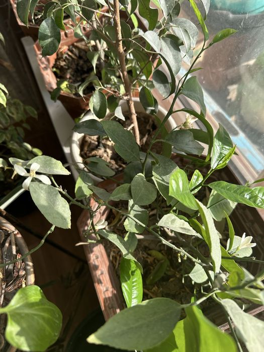 Продаются лимоны.