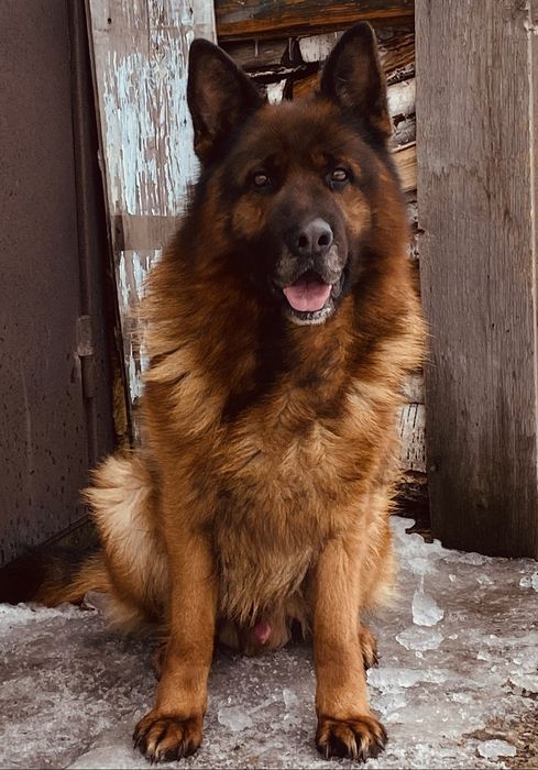 Немец чистокровный