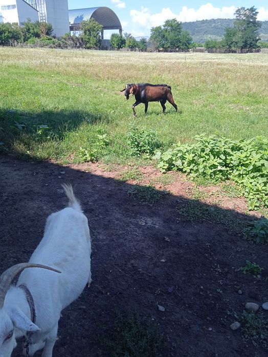 Țap anglonubian metis cu alpin francez