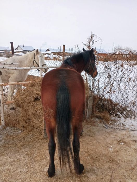 Продам кобылу, продам