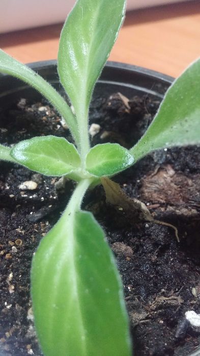 Комнатное растение Хирита