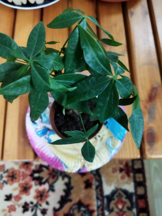 Комнатные цветы продам