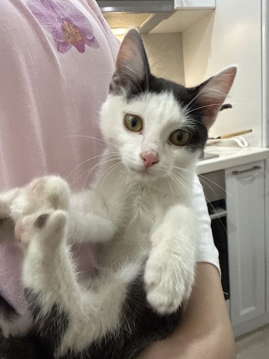 Отдам котенка в добрые руки