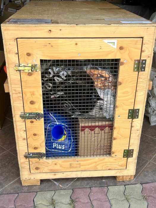 Cusca caine talie mare transport avion - Big dog special crate IATA