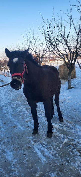 Vând mânză de 8 luni