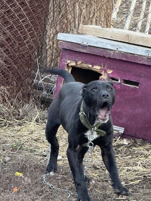 Пидбул 4,5 айлық еркек