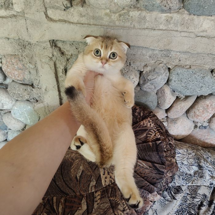 Котята Шиншиллы Фолд