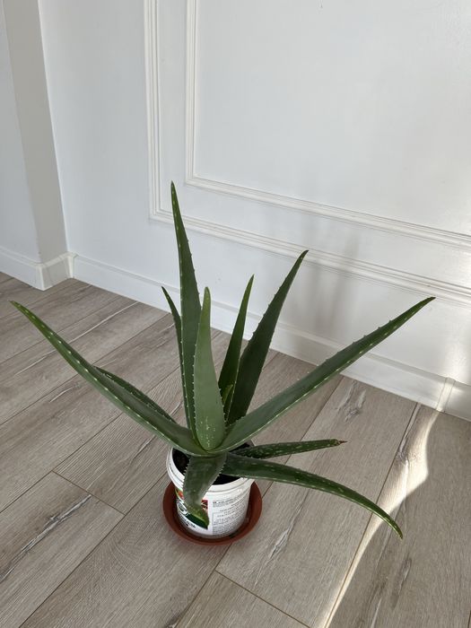 Алое вера лечебное