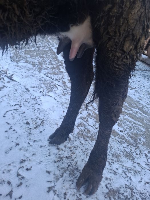 Срочно еки бас бузаулы кашар сатылады