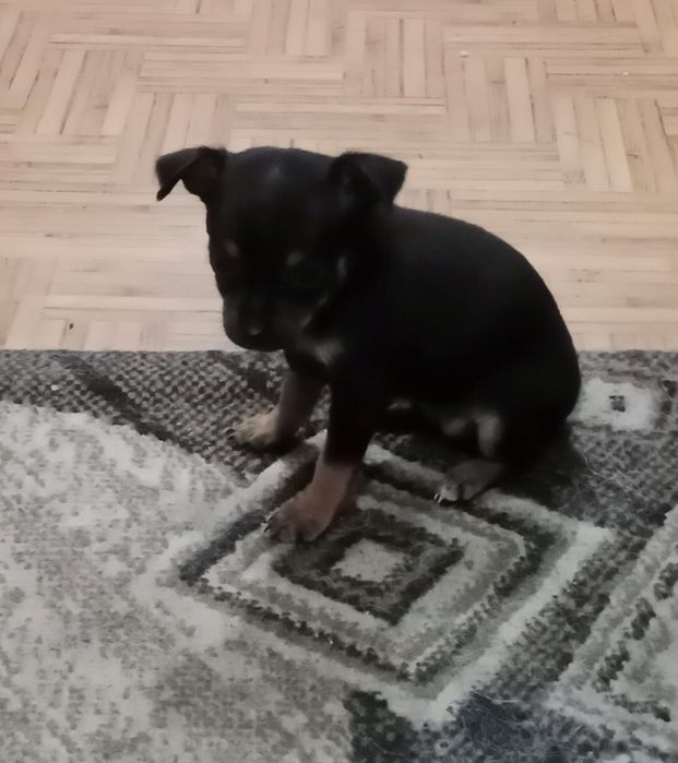 Продаём  щенков той терьера