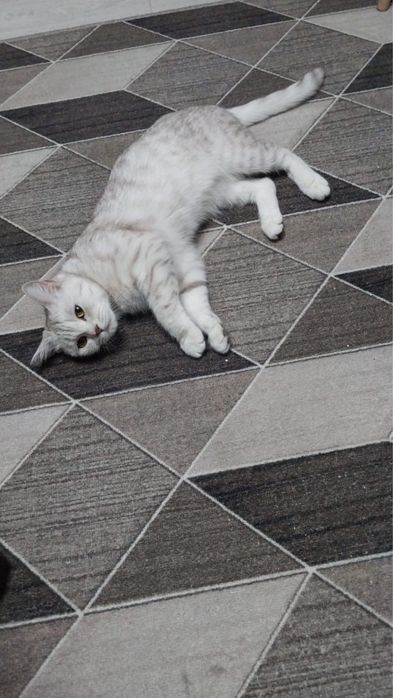 Продам белую британскую кошечку