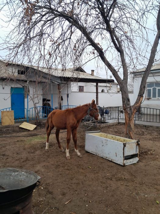 Тайлар сатылады.